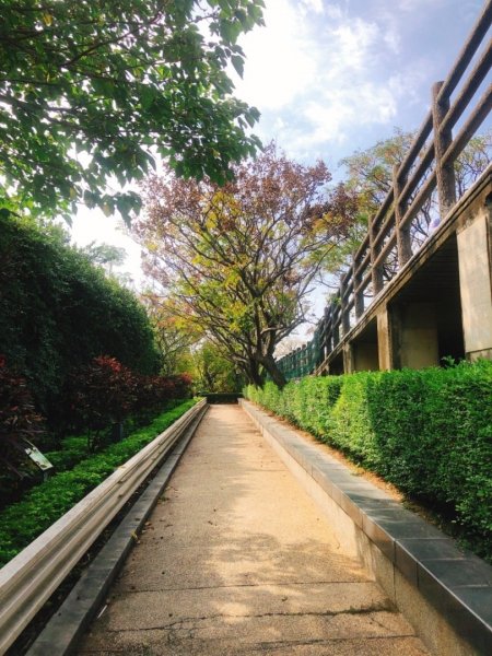 香山紅樹林公園步道465608