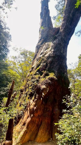 🌈3/15（日）北得拉曼神木+內鳥嘴山✨FB：熊熊趴爬走🌈3016851