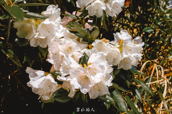 花季限定的景色3063158