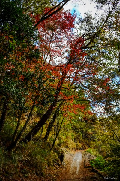 [冬訪大霸聖山岳參行]-大鹿林道東線榆金楓紅與九九山莊精選輯2974617