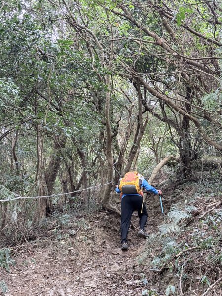 大漢林道登山趣(力里山.具馬奴山.崁頭窩山)  2026.3.283028014