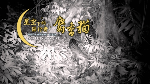 【影片】陽明山有麝香貓 但牠不吃咖啡果