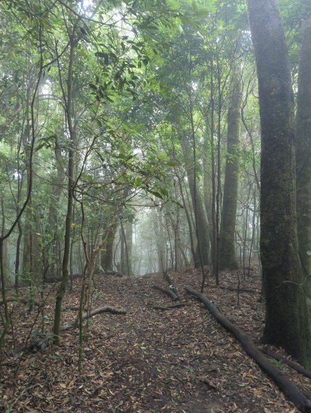 2025.07.13－漫步於森林中：鵝公髻山2835441