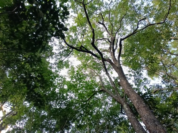 五堵獅頭山無菸步道2969489