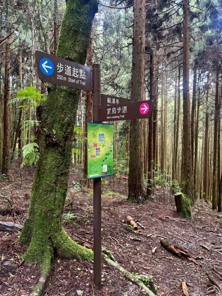 新竹 五峰 觀霧國家森林遊樂區 觀霧瀑布步道+賞鳥步道2811423