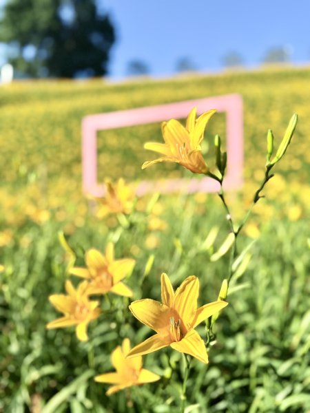 虎山巖賞金針花順撿基石    2025.5.142789460