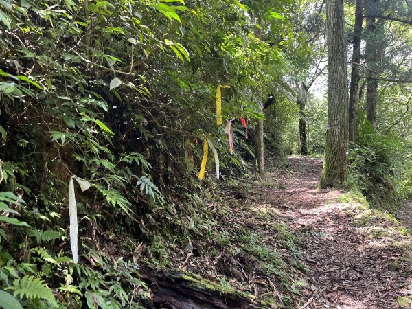 [淡蘭古道] 2025_0802 南路第四段2850948