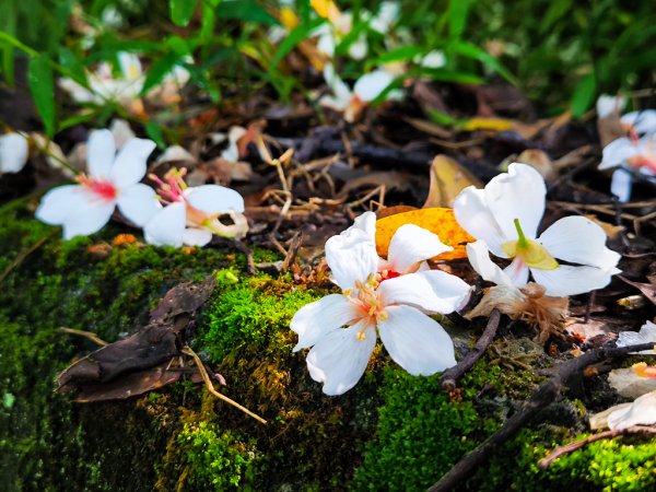 2025-04-27 三員縱走2772041