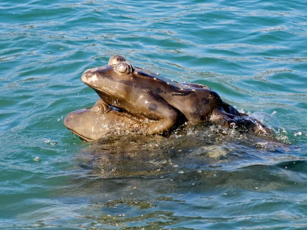 日月潭環湖步道2966140
