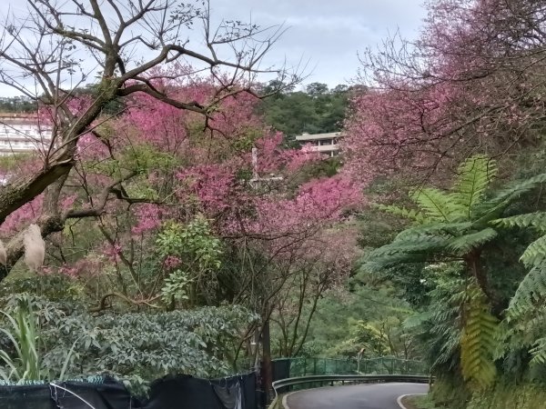 汐止區大尖山櫻花+秀峰瀑布O型3009422