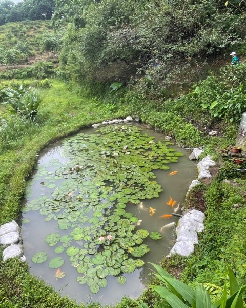 微笑山⛰️線-大棟-二格山-五分山-天上山-鳶山💎12條步道完成💙2834139