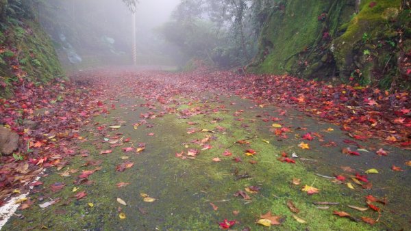 輕鬆抵達五指山中指峰
