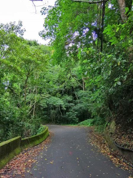 優美林相森林浴橫嶺山自然步道(木馬古道)739078