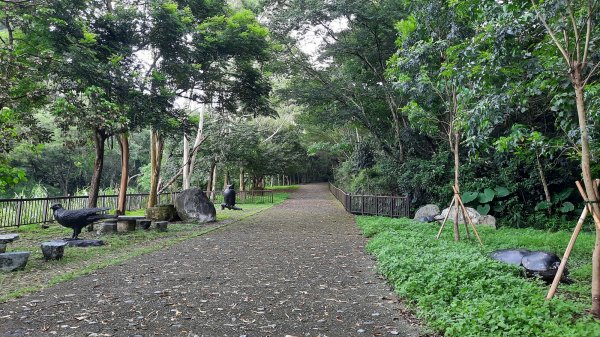 《彰化》玉蘭花香｜赤水崎公園步道及松柏坑山202308062241249