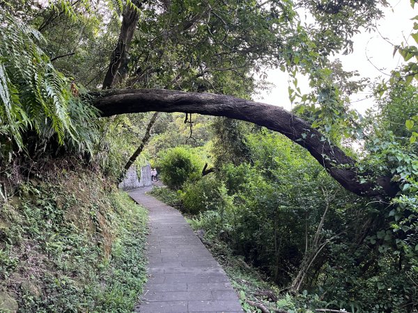 [微笑山線_第六段] 2025_0807 二格山系_和美山螢火蟲段2854620