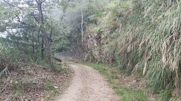 20251010 大雪山國家森林遊樂區 - 船型山林道 登 烏石坑山2911124