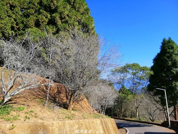 南投~飽覽層疊山巒賞心悅目~金龍山步道1242590