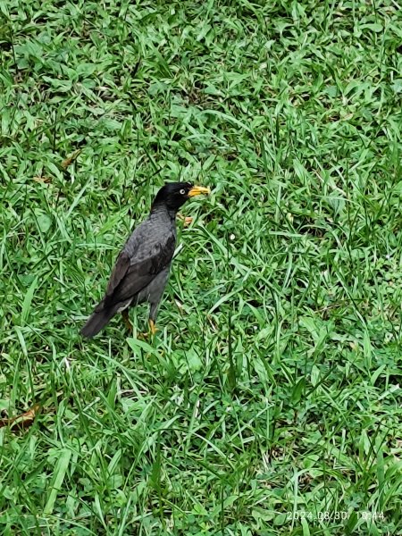 大安森林公園、大港墘公園【走路趣尋寶】【臺北健走趣】2584909