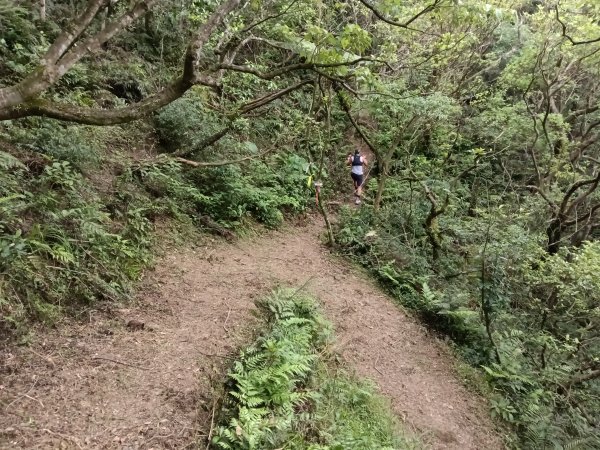 平溪區淡蘭山徑-平湖西步道+內平林山+東步道O型2769927