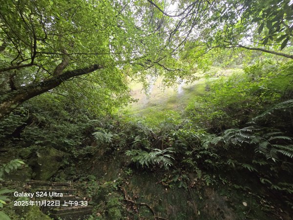 2025-11-22微笑山線：【五分山系】平溪小黃山段2943286