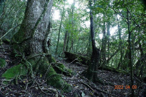 新竹 尖石 雪白山(泰矢生山)1668774