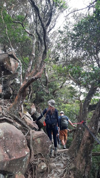 《新竹》斷崖神木｜北得拉曼步道小P繞202510172917530
