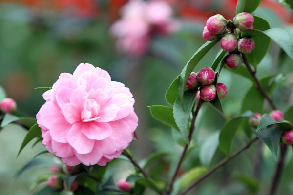 杉林溪賞花872572