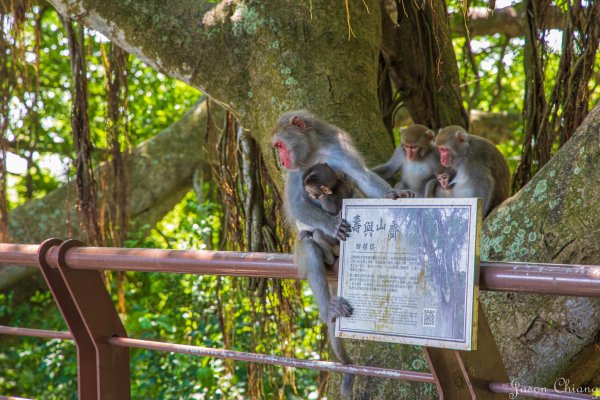 [高雄]壽山遊猴群動物園2580353