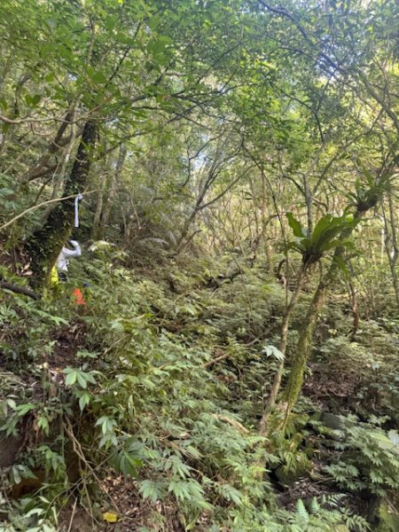 2025-08-30 豎旗山西北稜上-豎旗山-烏山古道西段下2874122