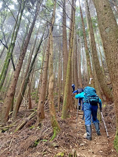 樂山鐵道順登鹿坑山.南比林山.尤命神木1164439