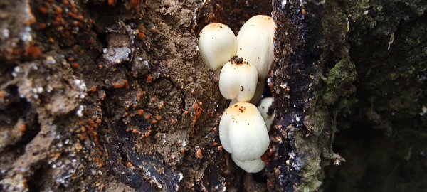 2025/11/02_大崎棟古道+騎龍古道+逃學步道2929057