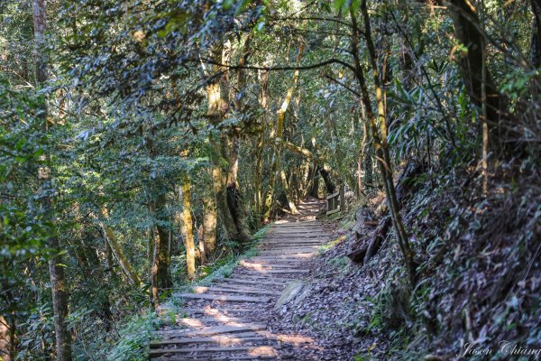 [苗栗]馬那邦山2355190