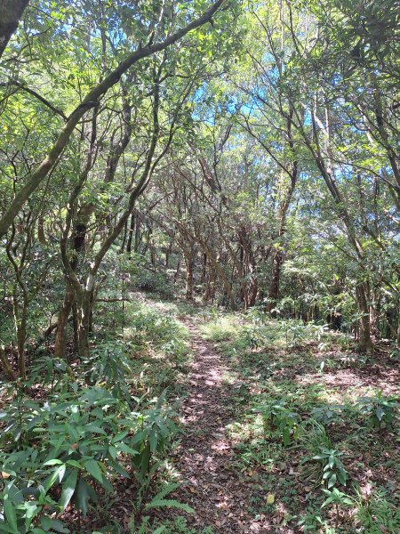 頭城鷹石尖+七兄弟山+外大溪山O形(明山寺起登)202508302876559