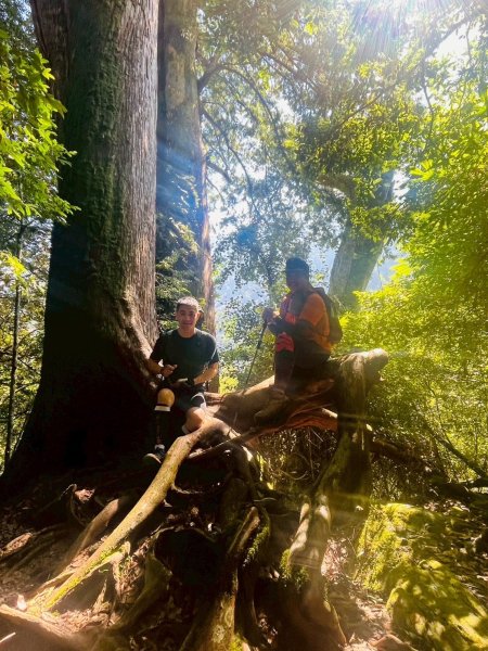 新竹 尖石 鎮西堡巨木群步道A線巨木群 毒龍潭2885020