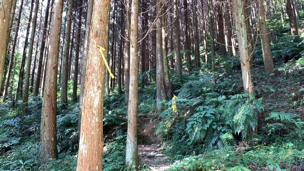 【小百岳】鵝公髻山Ｏ型、柳杉森林浴、上坪溪瀑布群1630691