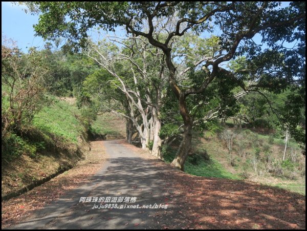 南投。日月潭向山自行車道繽紛落羽松。貓囒山浪漫紅葉步道504381