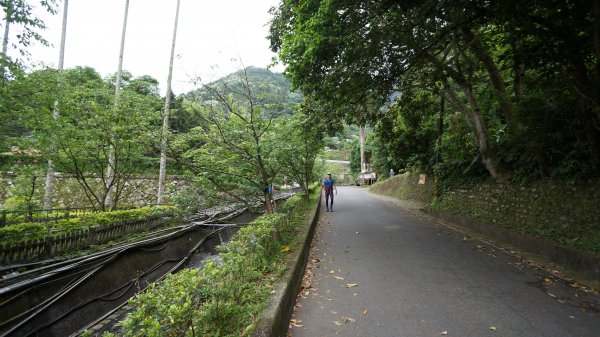 白雞山連走之花573889