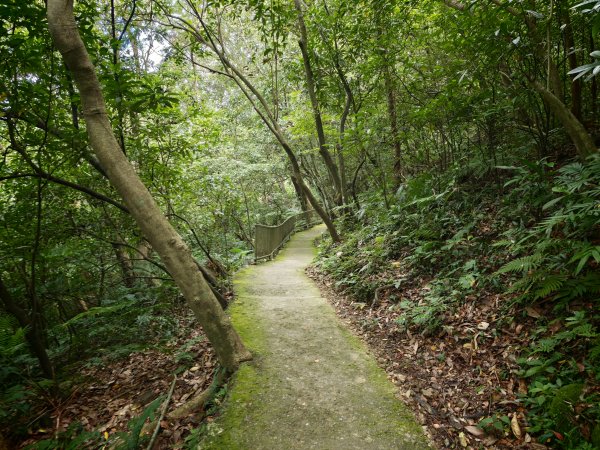 [淡蘭古道] 2026_0523 南路第一段_糶米古道3069485
