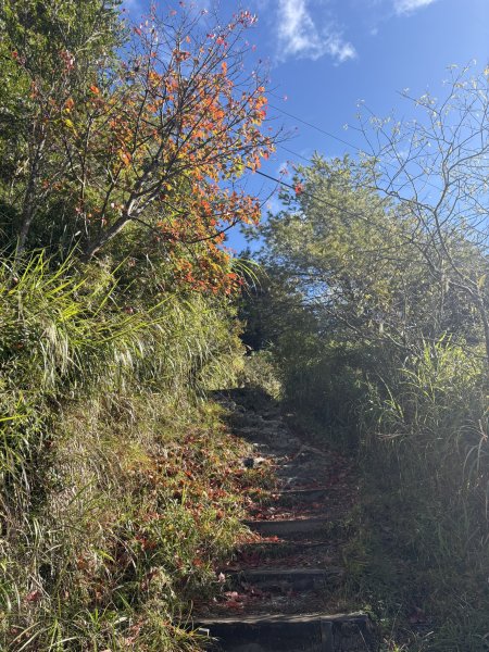 20251225塔山步道(大塔山)2970401