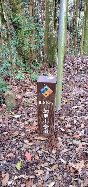 2021-03-28加里山登山步道1325541