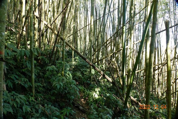 嘉義 竹崎 光崙山、摩天嶺1941096