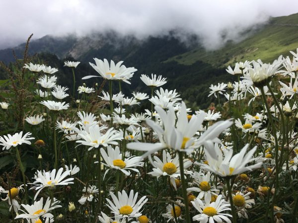 合歡山北, 西峰-2017/9/9~10826293