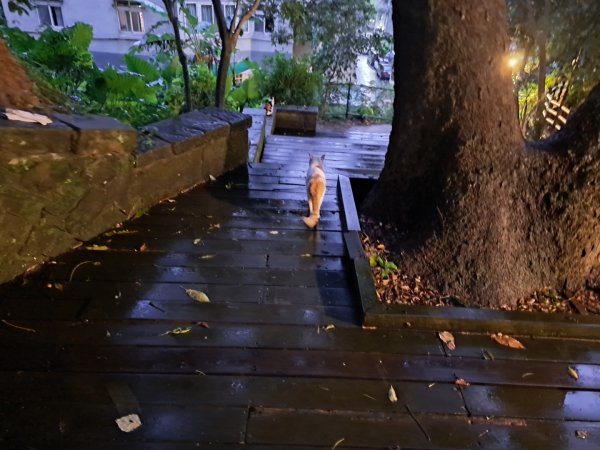 台北金面山親山步道3117286