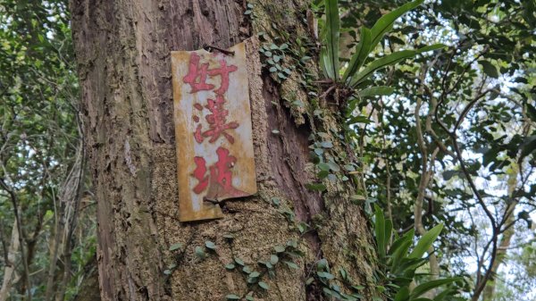 20251216太平山石門山小粗坑山O型+蕃薯藤TINA廚房2972558