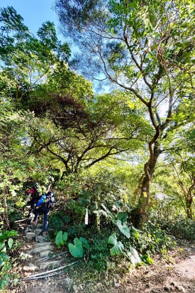 楓港紫竹林龍峰寺起登 里龍山(小百岳#80)來回2964821