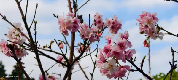 #虎山  #101大樓  #國父紀念館 #河津櫻 #中正紀念堂 2/193002646