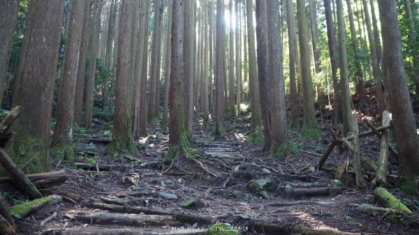《苗栗》遺世鐵道｜悠遊加里山大坪支線至避難山屋202508222867478