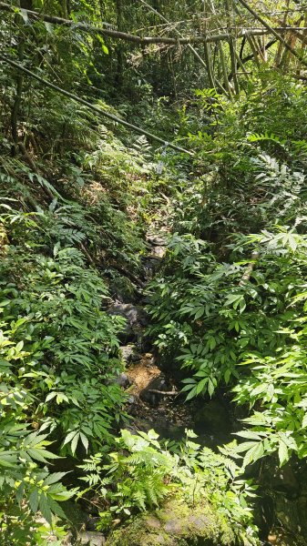 20260316艋舺崙古道-新路尾山-大竹林山3018621