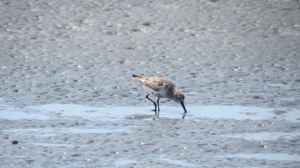 《彰化》海中步道｜漢寶濕地芳苑濕地健行賞鳥202603153016775