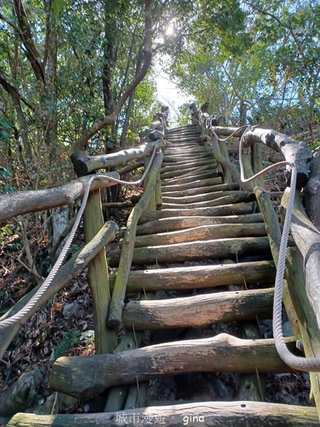 【台中北屯】稜線好風景。 大坑3號登山步道x台灣五葉松2055612